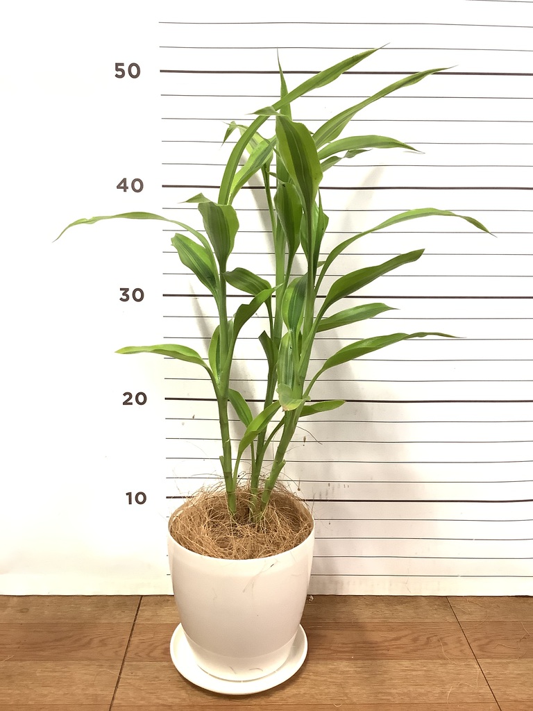 観葉植物 ドラセナ サンデリアーナ ゴールド4号 ラスターポット