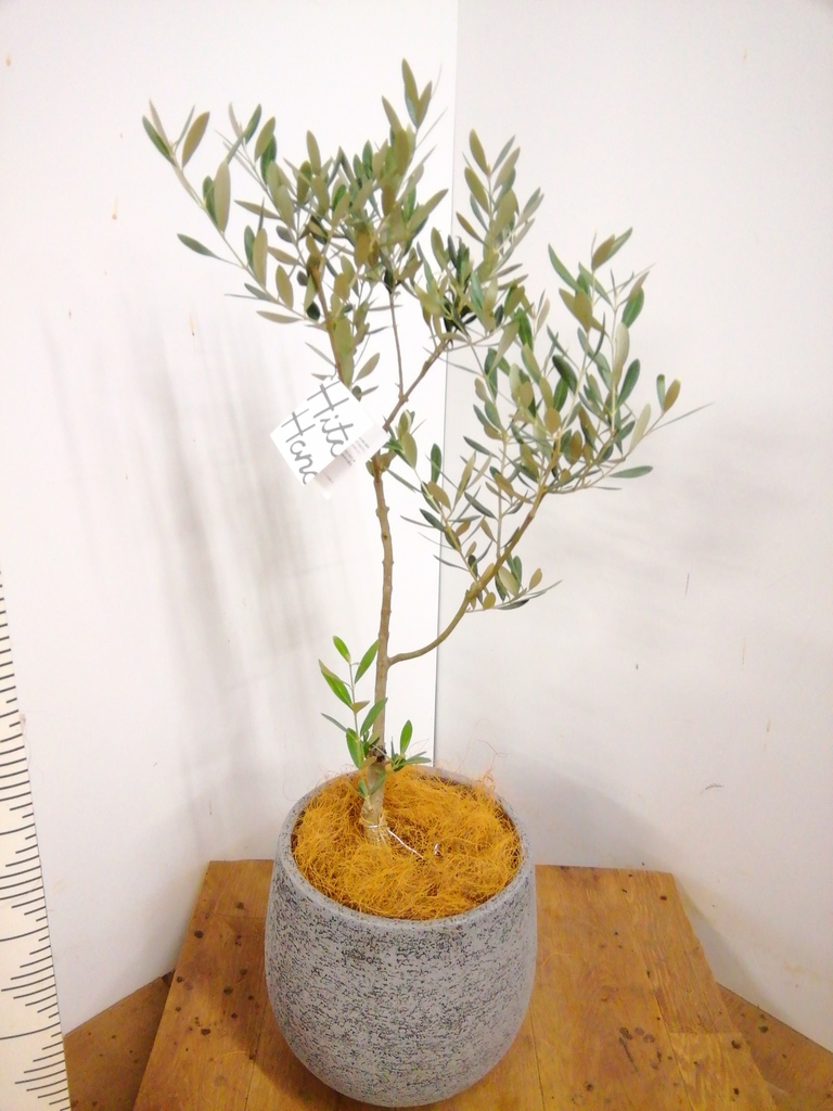 観葉植物 オリーブ 6号 創樹 プラスチック鉢 | 観葉植物ならHitoHana
