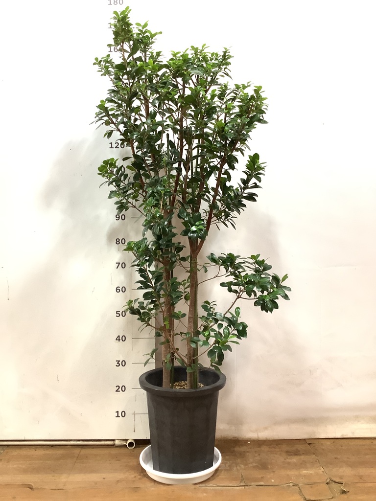 観葉植物 ガジュマル 10号 ベビーリーフ プラスチック鉢 | 観葉植物