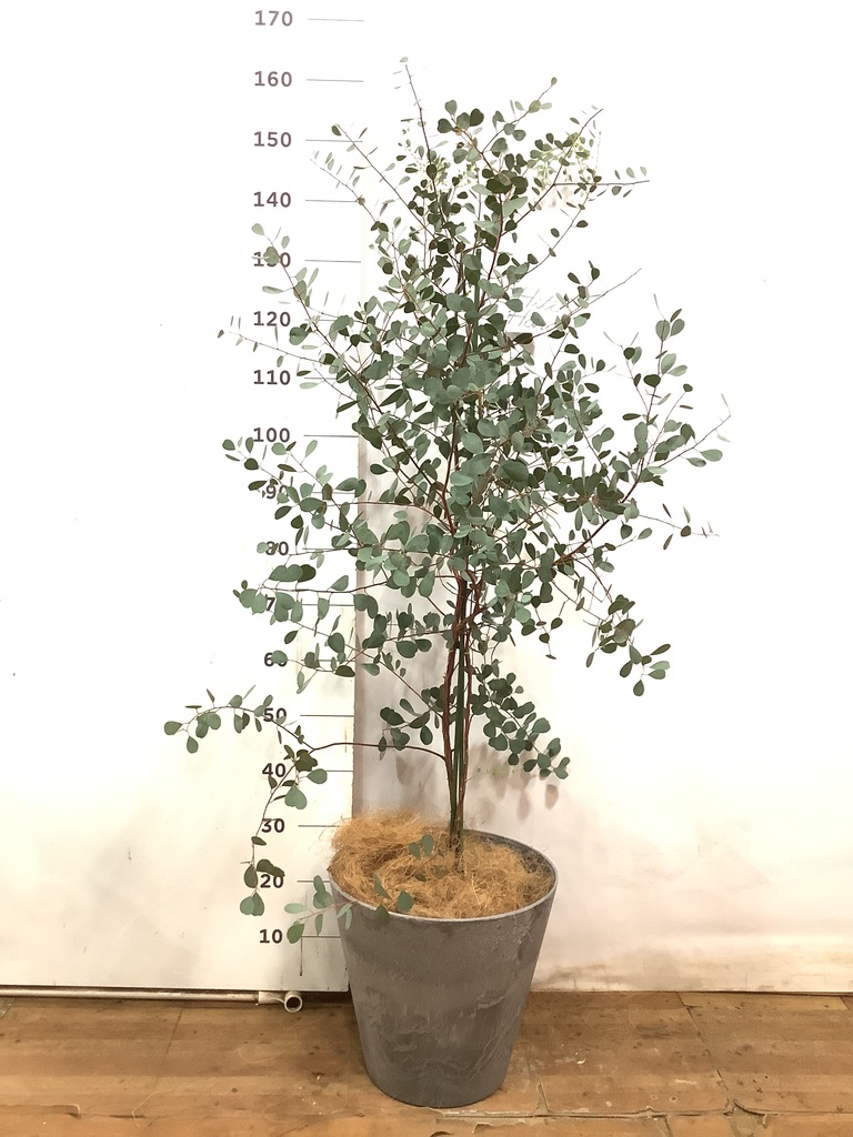 観葉植物 ユーカリ 8号 ポポラス（ポリアンセモス） アート