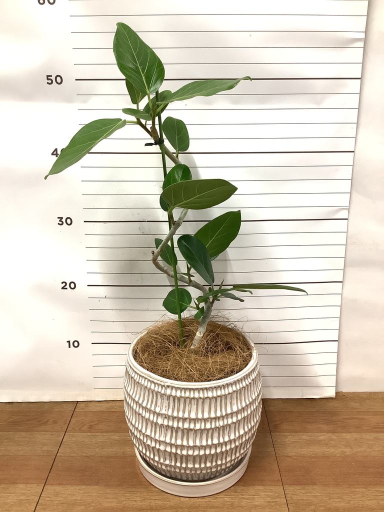 観葉植物 フィカス ベンガレンシス 4号 曲り プラスチック鉢