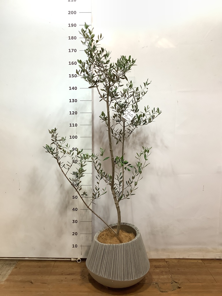 観葉植物 オリーブ 8号 ルッカ エディラウンド グレイ 付き | 観葉植物