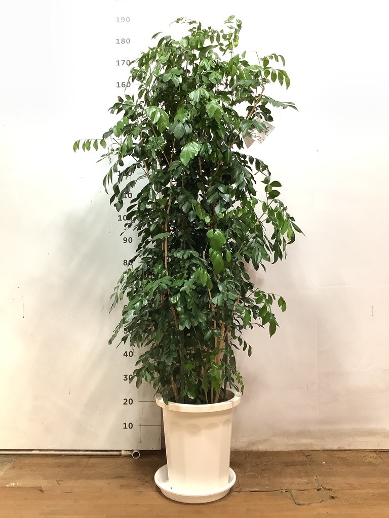 観葉植物 シルクジャスミン 10号 プラスチック鉢 | 観葉植物なら