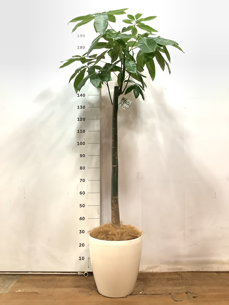 観葉植物 パキラ 10号 朴 ウッドプランター 付き | 観葉植物なら