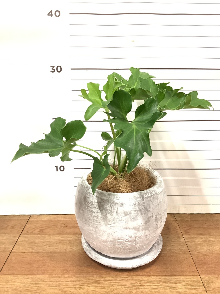 観葉植物 フィロデンドロン 3号 セローム ヒトデカズラ アダ