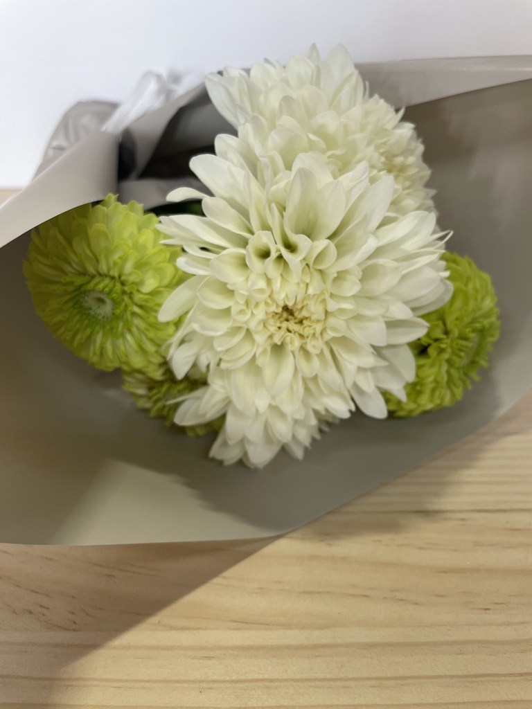 期間限定 10/11〜11/1お届け】産地直送 ダリア・ジニア ミックス