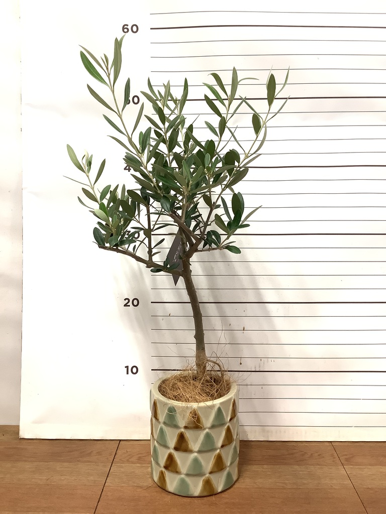 観葉植物 オリーブの木 3号 創樹プラスチック鉢 | 観葉植物なら