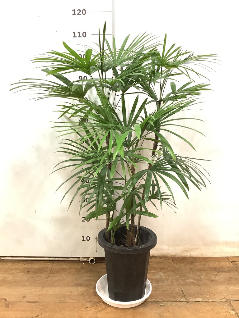 観葉植物 シュロ竹約1.5メートル 黒鉢 人工観葉植物・シュロチク5本立1.5m(鉢付)GD-127 | 家具通販の