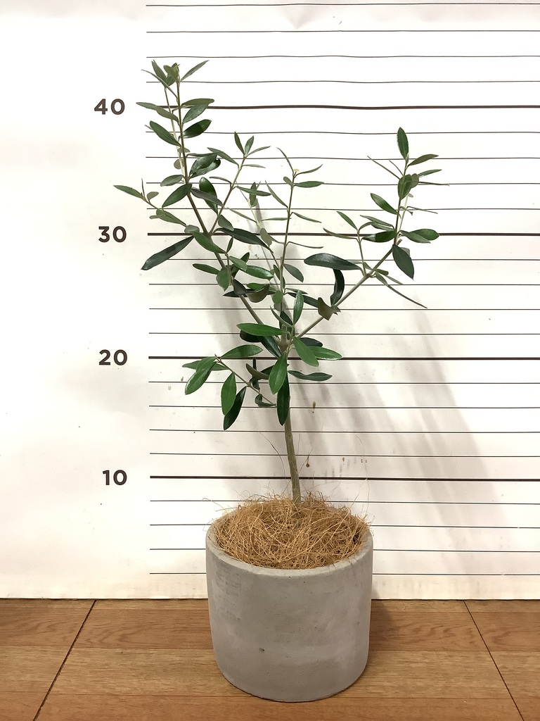 観葉植物 オリーブの木 3号 ルーツ 11 H グレー 付き | 観葉植物なら
