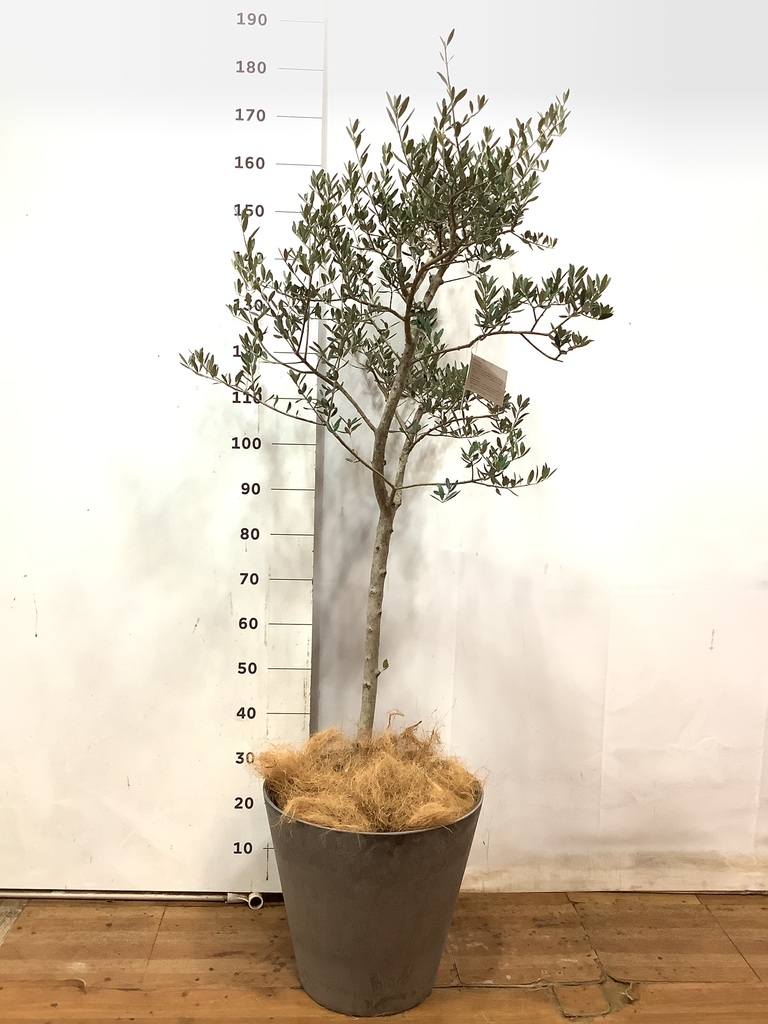 オリーブの木　マンザニロ　10号　約170cm　K-362　人気品種　現品掲載 観葉植物 オリーブ 10号 マンザニロ セドナロング 墨 付き | 観葉植物