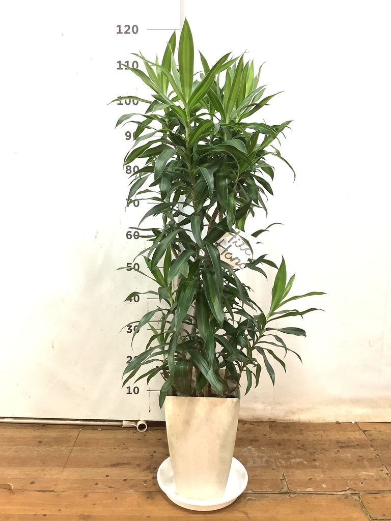 HIKARI ドラセナソングオブインディア 観葉植物 ドラセナ ソング オブ インディア 10号 キューブ