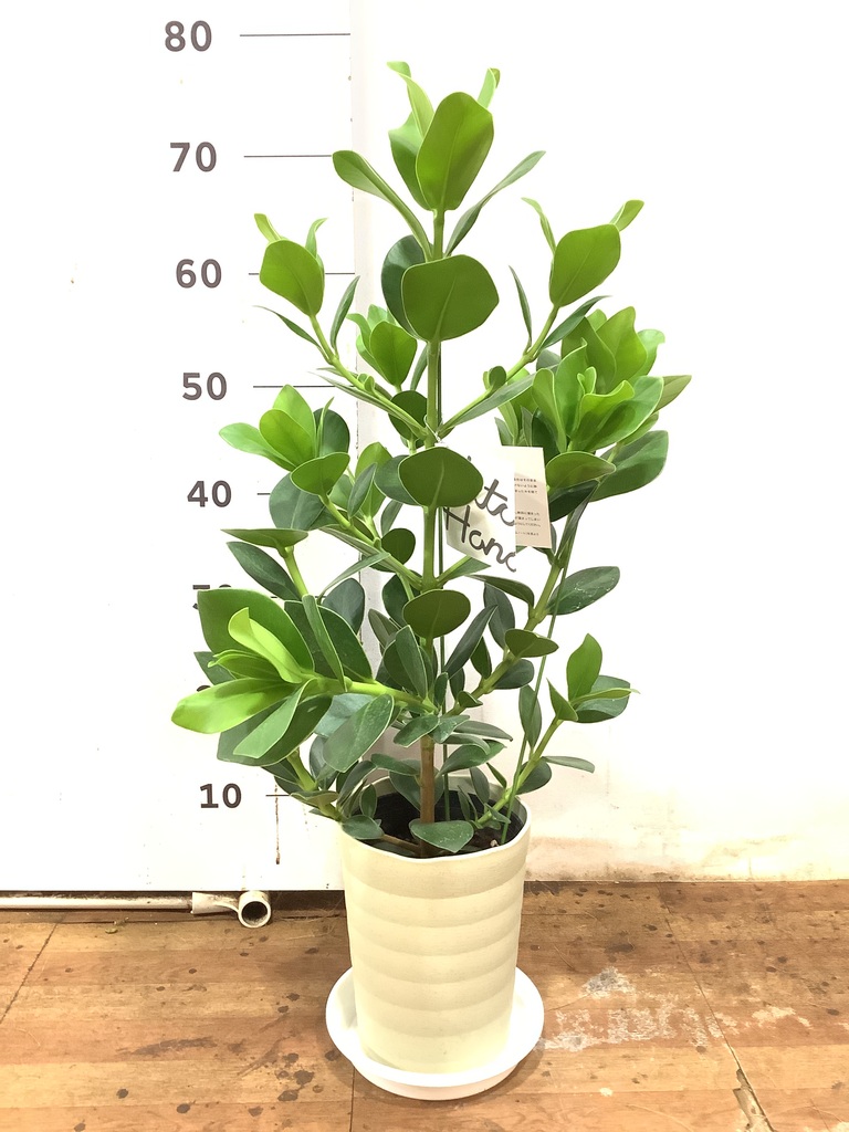 観葉植物 クルシア ロゼア プリンセス 6号 プラスチック鉢 | 観葉植物