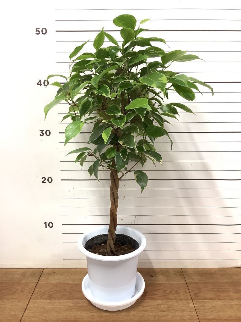 直接お引取　Plant■フィカス・エキゾチカ/ベンジャミナ/観葉植物/165cm 直接お引取 Plant□フィカス・エキゾチカ/ベンジャミナ/観葉植物