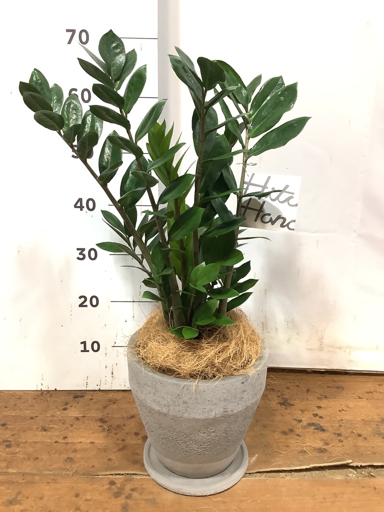 観葉植物 ザミオクルカス 6号 プラスチック鉢 | 観葉植物ならHitoHana