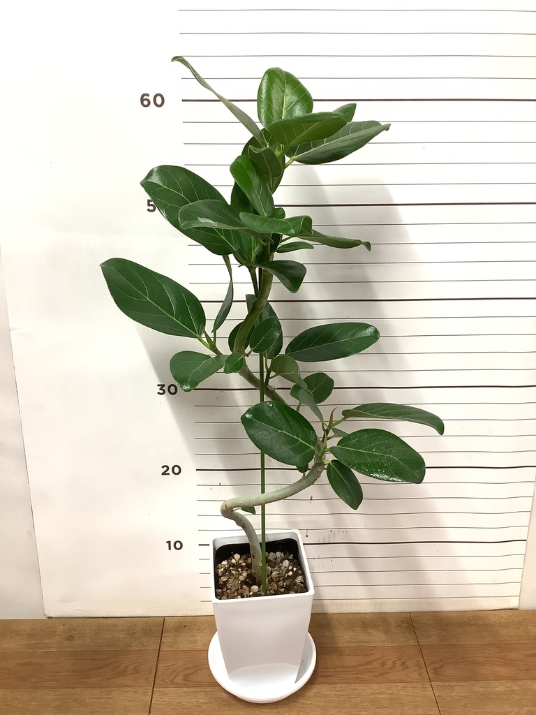 フィカス　ベンガレンシス　4 フィカス ベンガレンシス 4号 | 観葉植物通販 HitoHana（ひとはな）