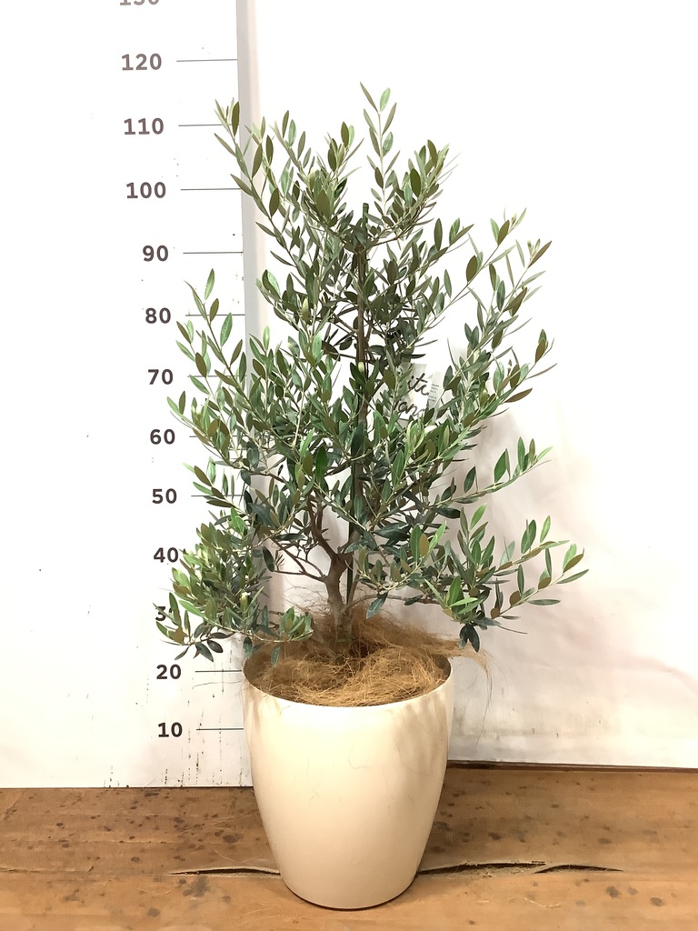 観葉植物 オリーブの木 8号 ピクアル ラスターポット 付き | 観葉植物