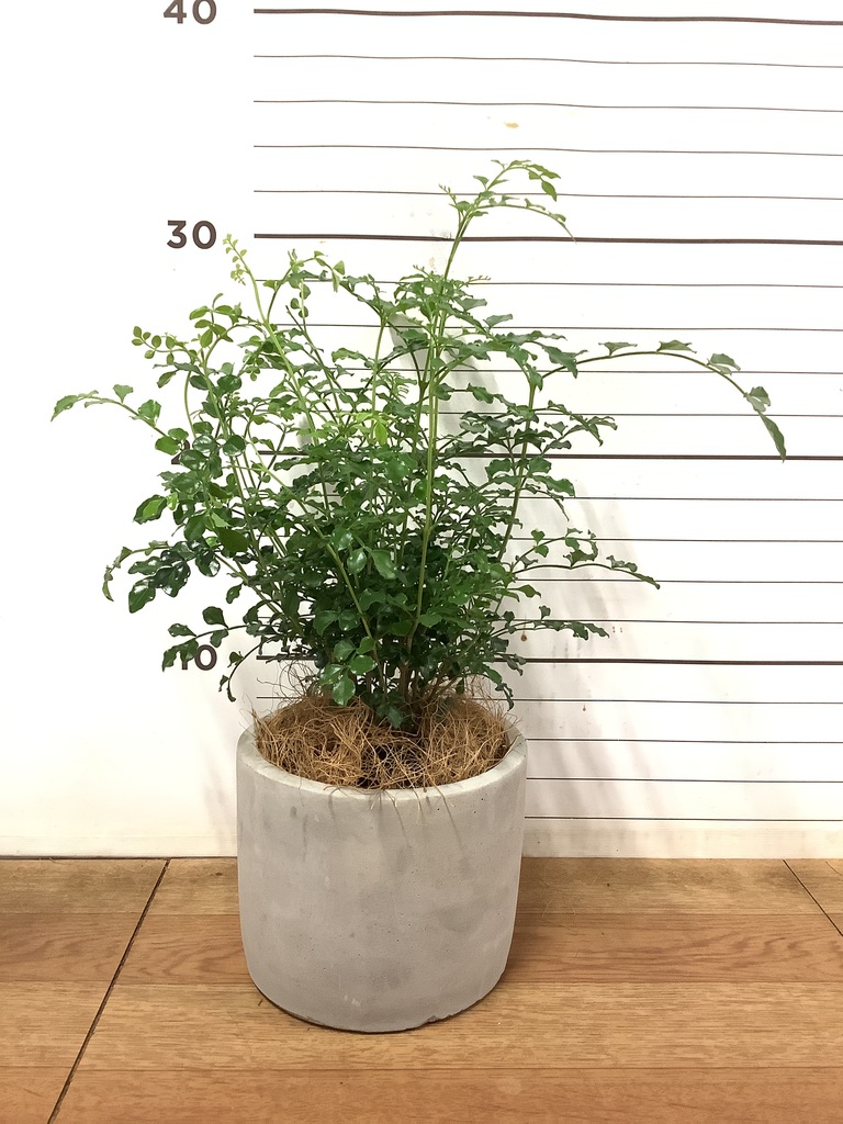 観葉植物 シマトネリコ 3号 Mango Wood(マンゴーウッド