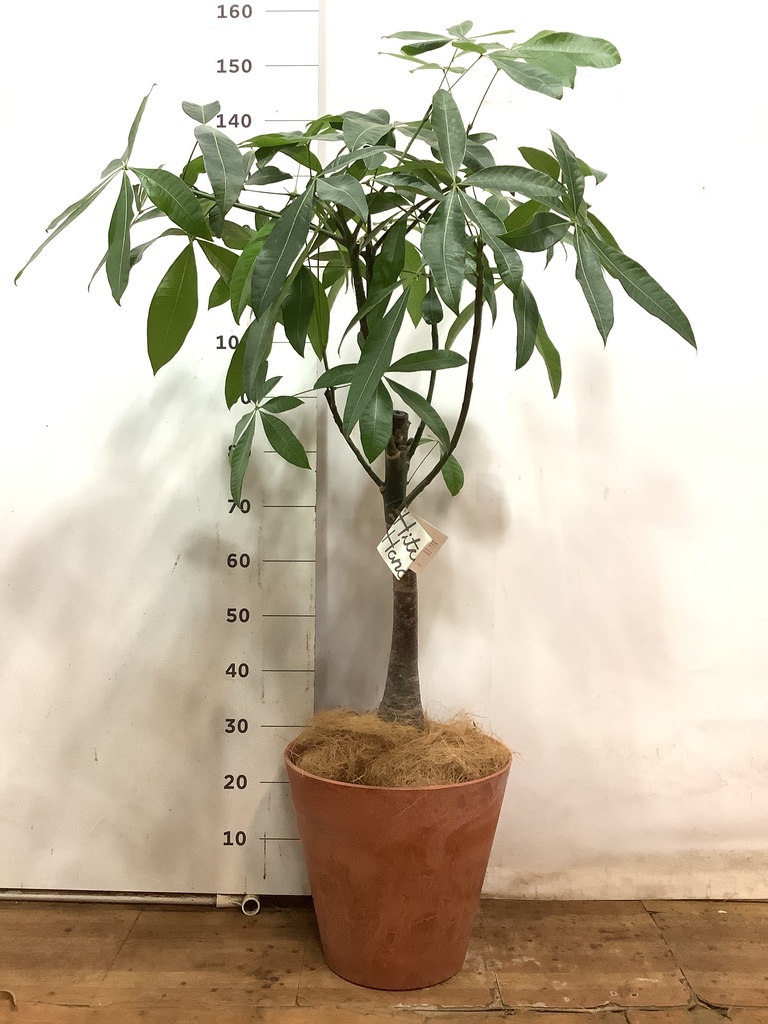 観葉植物 パキラ 8号 実生（みしょう） プラスチック鉢 | 観葉
