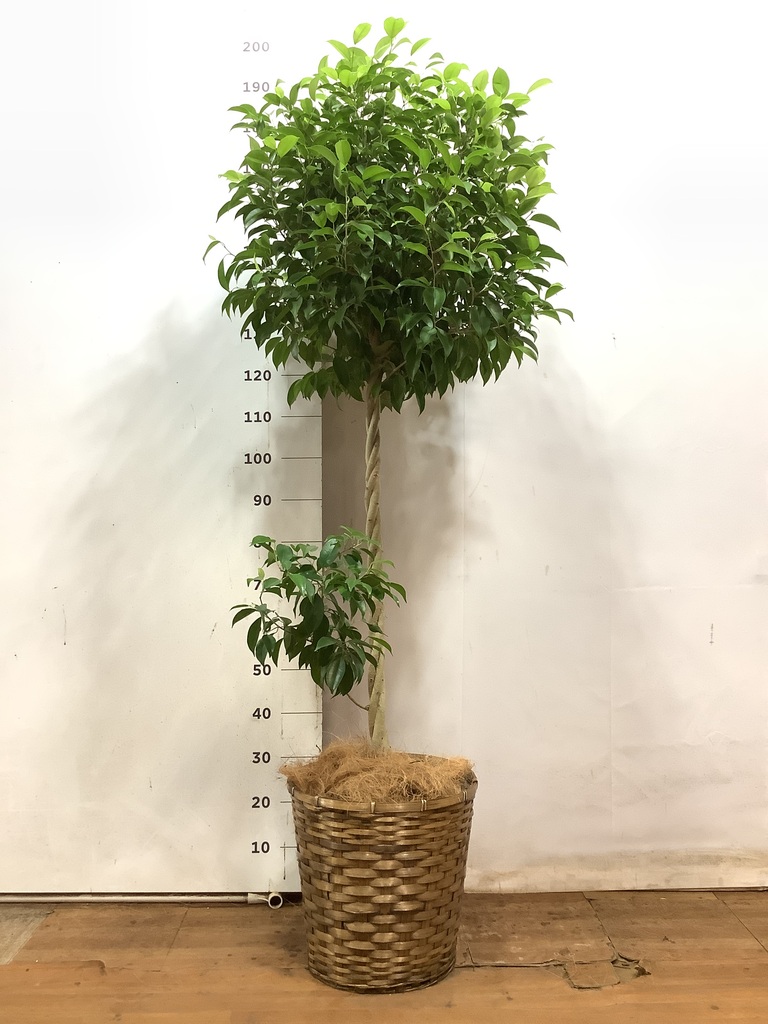 観葉植物 フィカス ベンジャミン 10号 玉造り 竹バスケット 付き