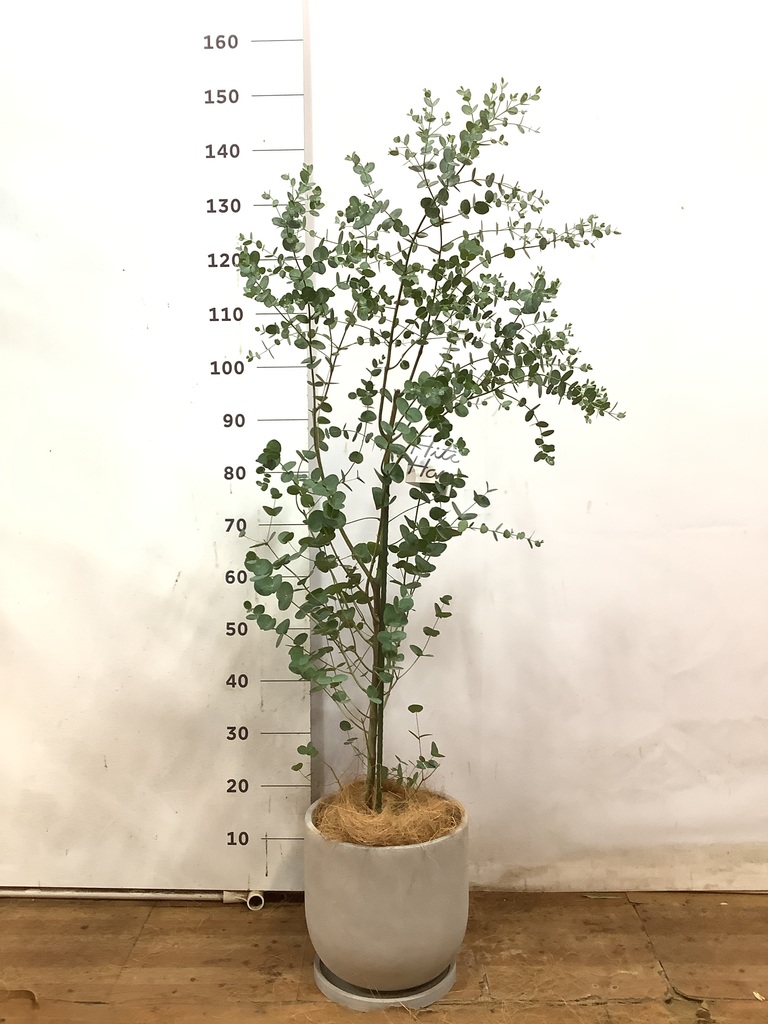観葉植物 ユーカリ 7号 グニー セメント トラフポット 付き | 観葉植物