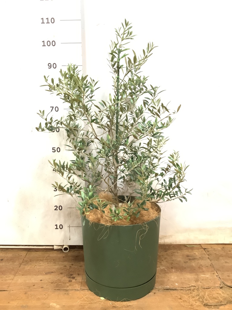 観葉植物 オリーブの木 8号 アルベキーナ プロスパー トゥーボ パイン