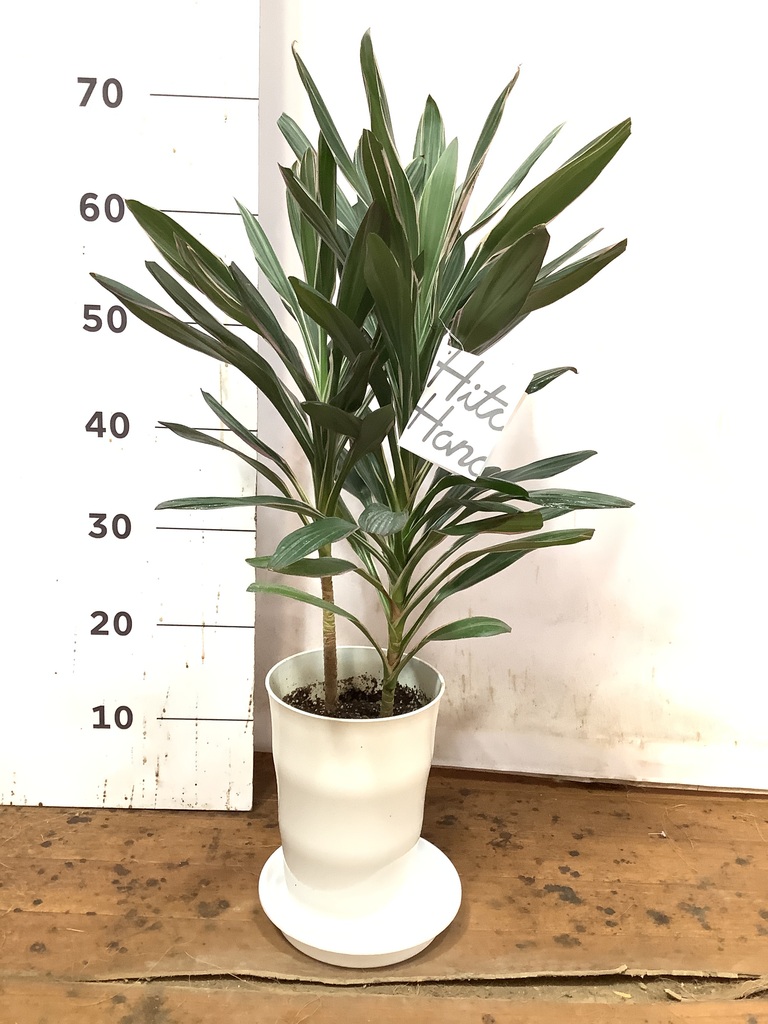 コルジリネ サンゴ ファイバー鉢 お皿付き 観葉植物 コルディリネ