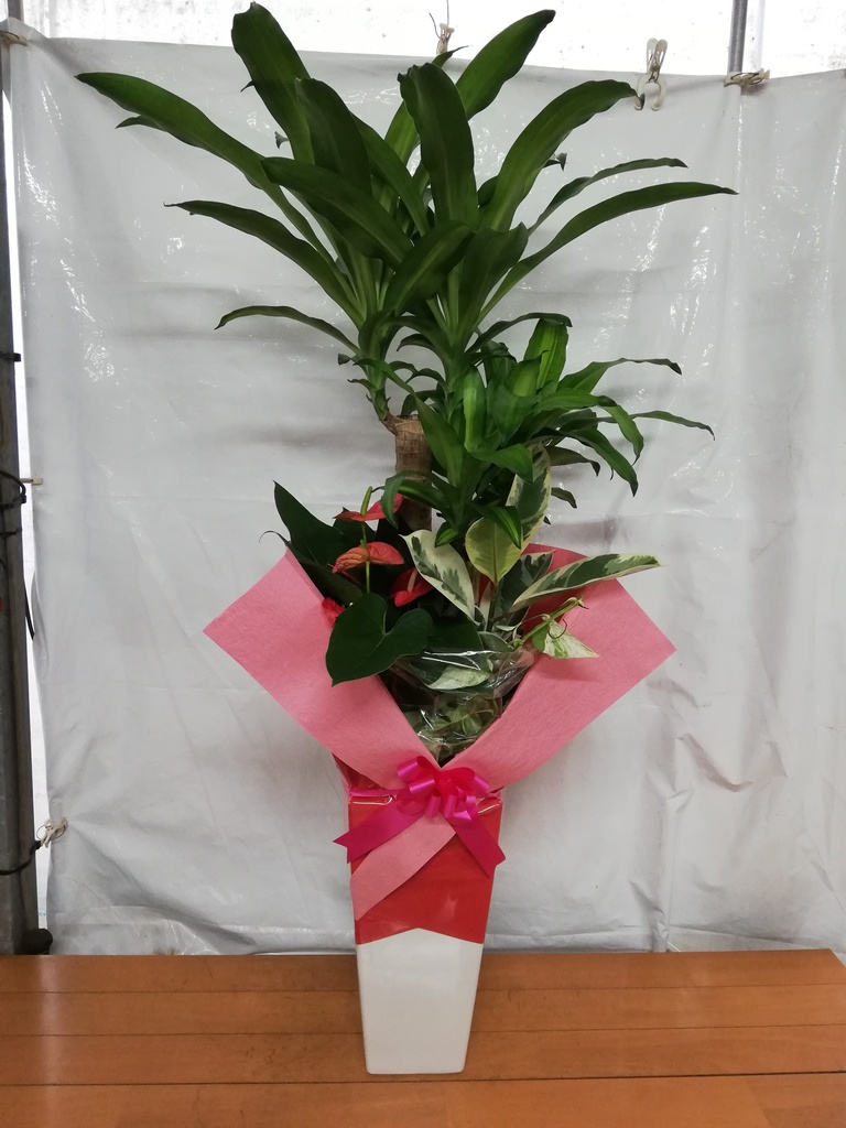観葉植物 ドラセナ 幸福の木 8号 寄せ植え 角高陶器 | 観葉植物