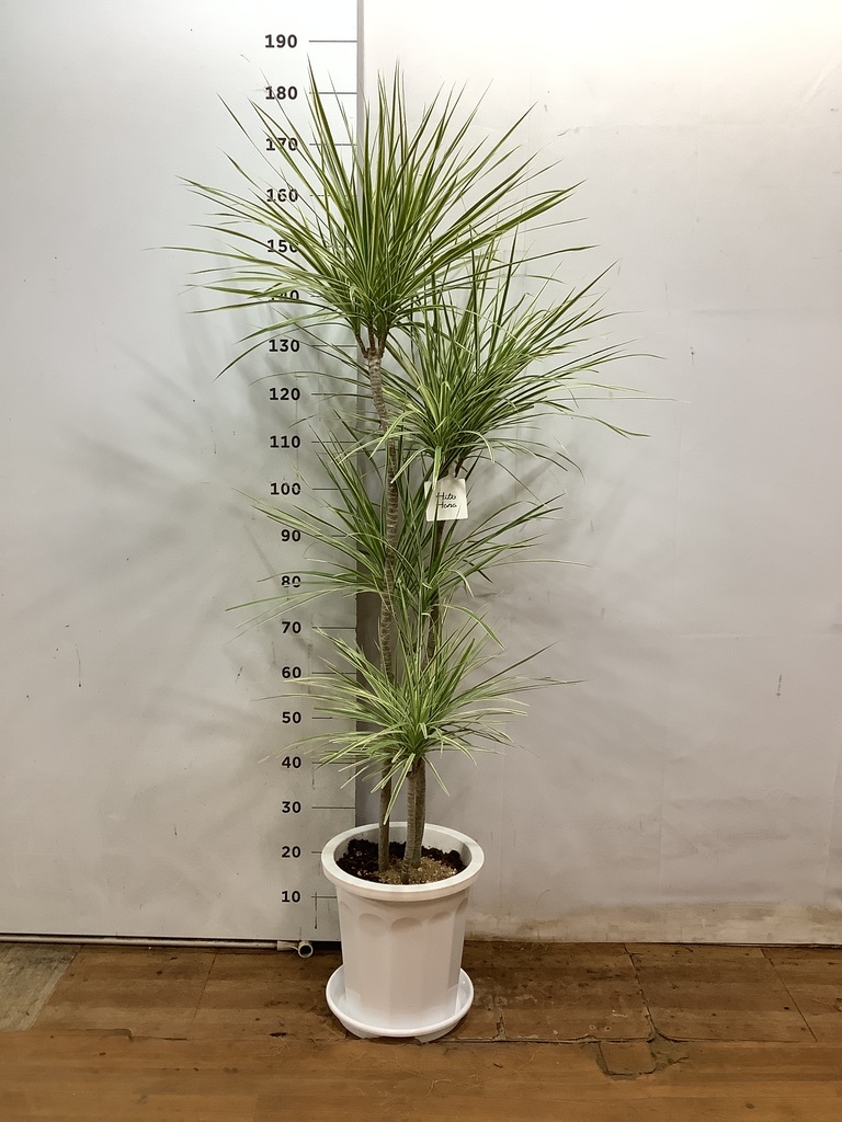 観葉植物 コンシンネ ホワイポリー 10号 ストレート プラスチック鉢