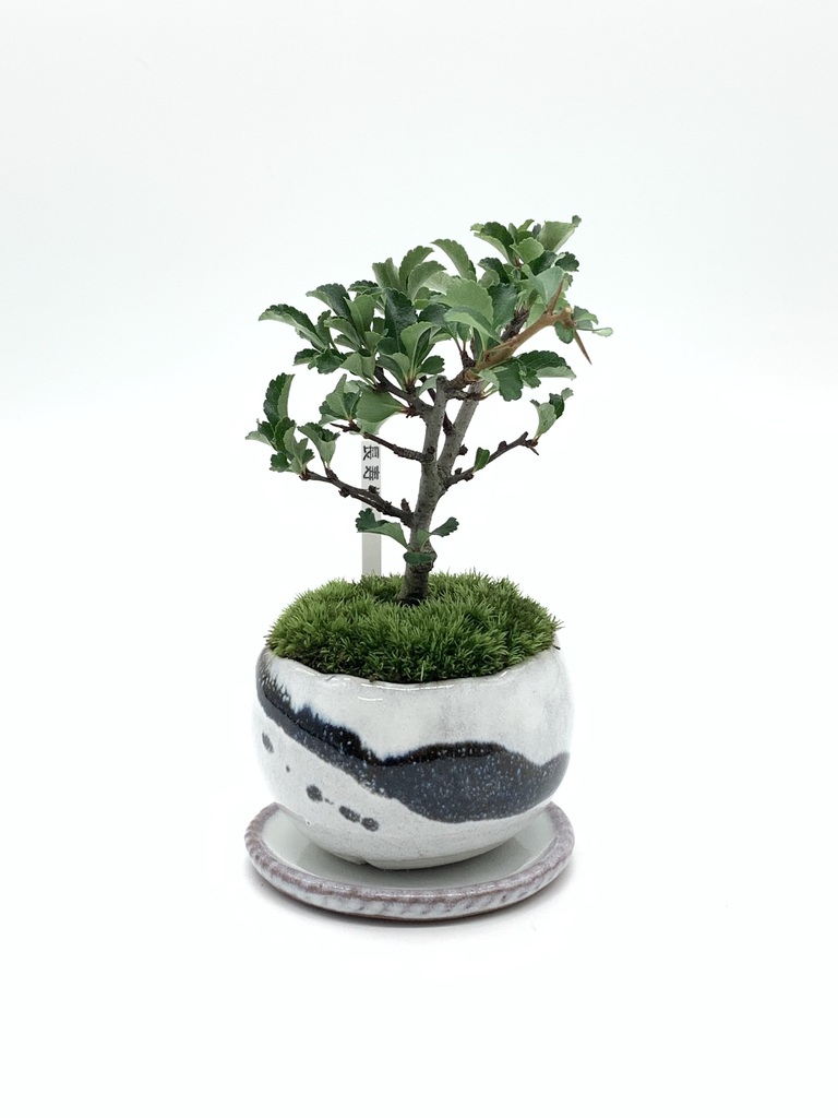 龍岩石+黒松2本+山モミジ2本+長寿梅赤花+