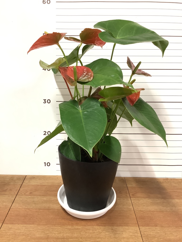 観葉植物 アンスリウム 5号 レッド プラスチック鉢 | 観葉植物なら