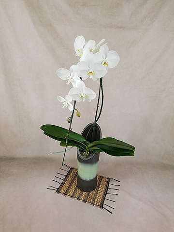 胡蝶蘭大輪 白 1本立ち 和鉢かぐや | 胡蝶蘭ならHitoHana(ひとはな)