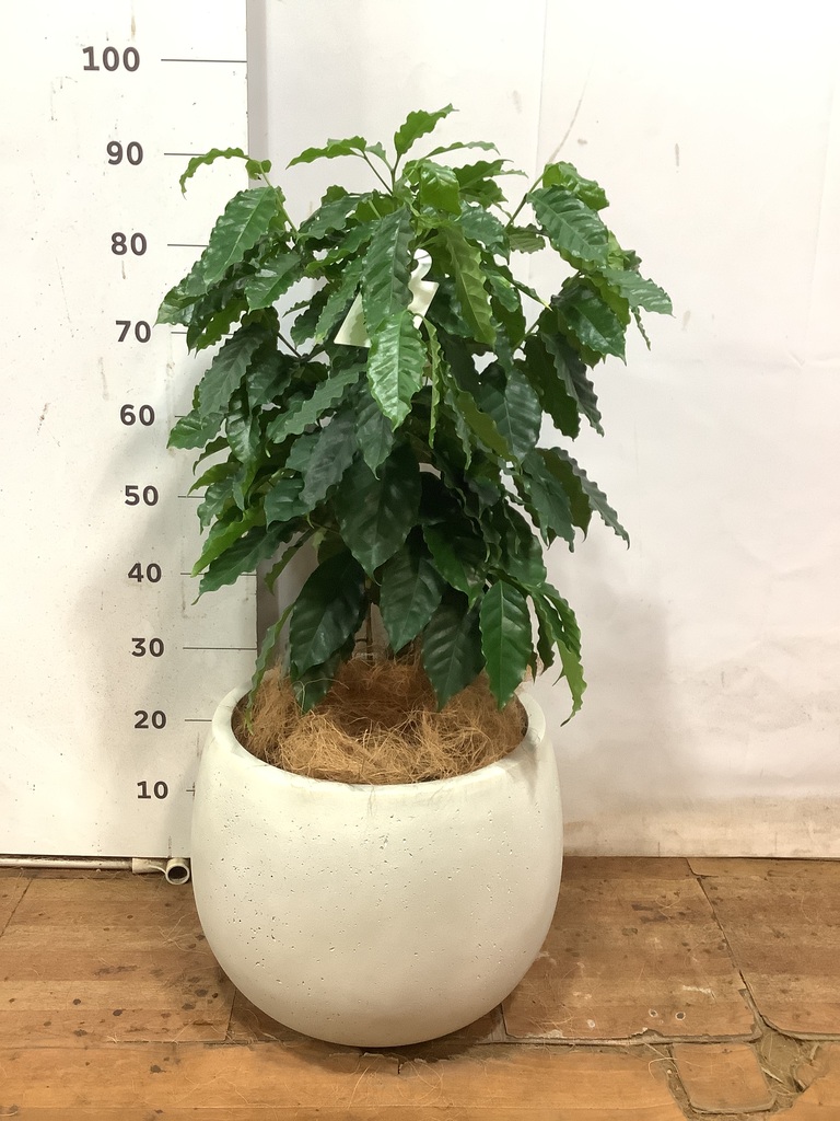 観葉植物 コーヒーの木 8号 プラスチック鉢 | 観葉植物ならHitoHana