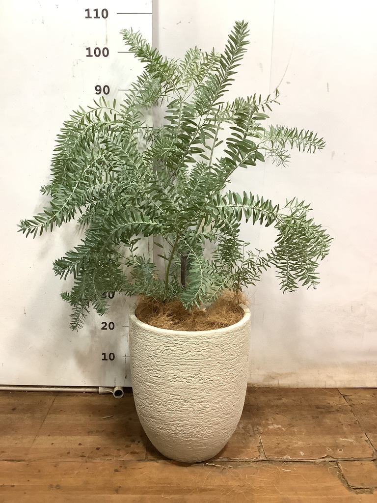 観葉植物 アカシア ブルーブッシュ 8号 Coral Pot (コーラルポット 