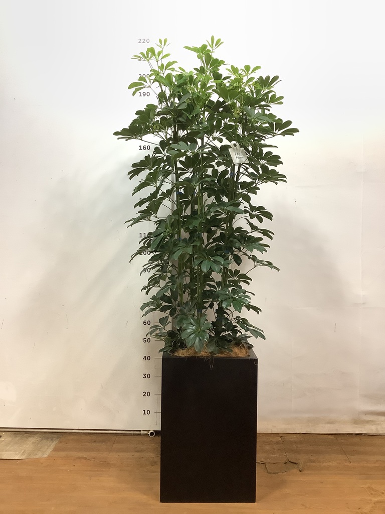 観葉植物 シェフレラ（カポック） 10号 ノーマル セドナロング 墨 付き