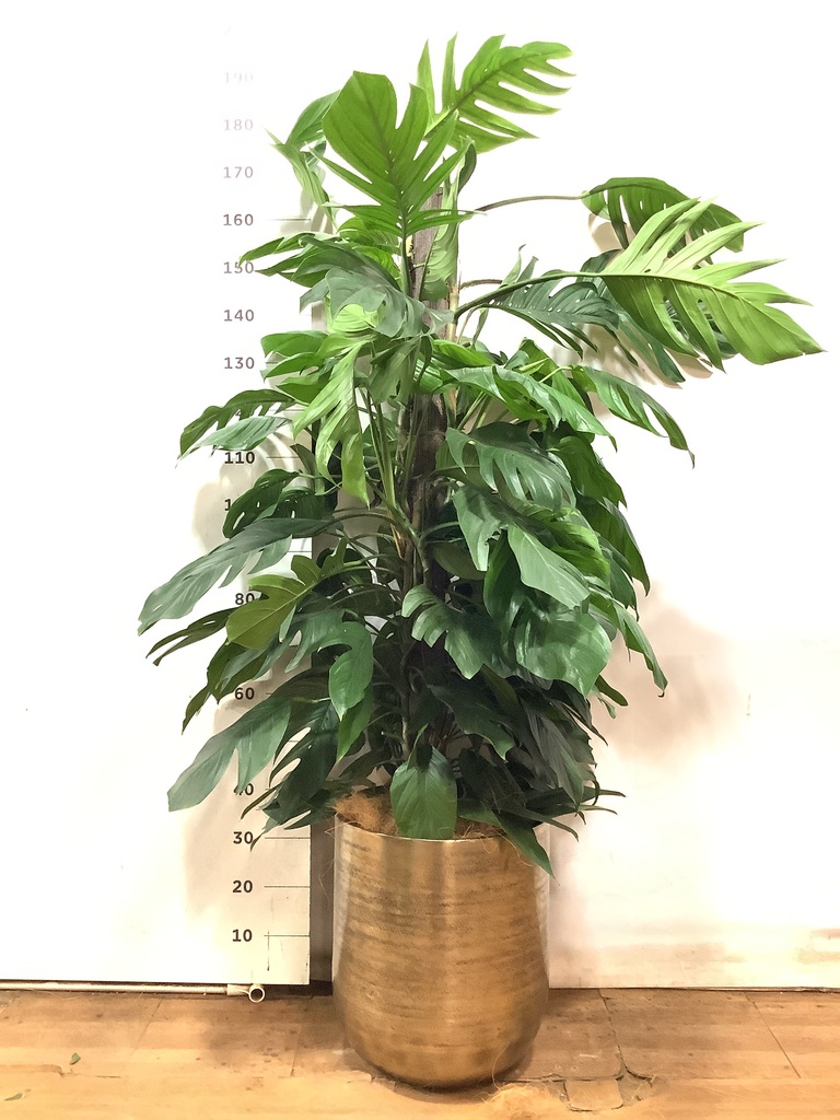 観葉植物 マングーカズラ 10号 木柱 アンワール カーフ 観葉植物 マングーカズラ 10号 木柱 アンワール カーフ