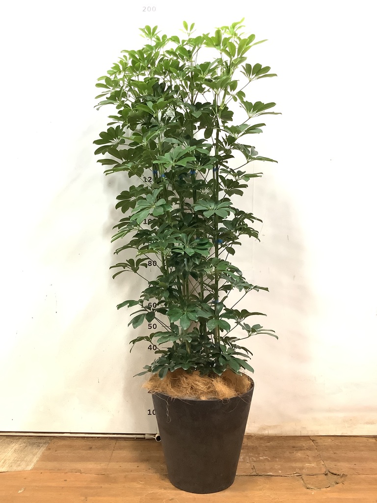 観葉植物 大 ゴムの木 カポック 業務 店舗