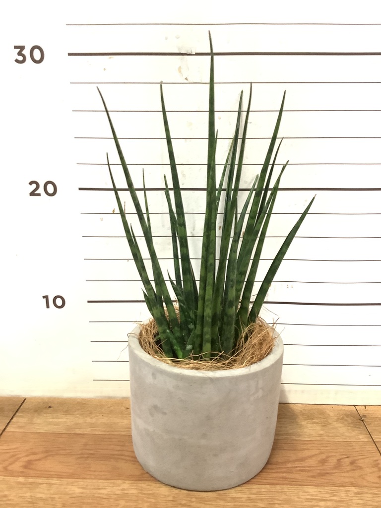 観葉植物 サンスベリア 3号 ミカド アートストーン シリンダー グレー