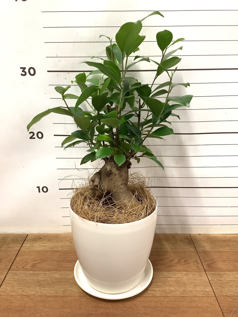 観葉植物 ガジュマル 4号 股仕立て ピエドロベージュ M 付き | 観葉