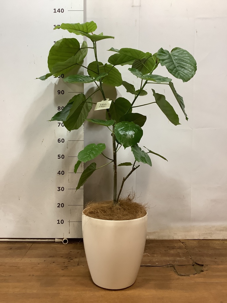 観葉植物 フィカス ウンベラータ 8号 ノーマル ラスターポット 付き