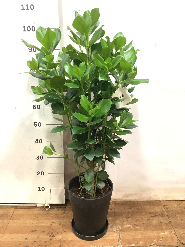 観葉植物 クルシア ロゼア プリンセス 8号 プラスチック鉢 | 観葉植物