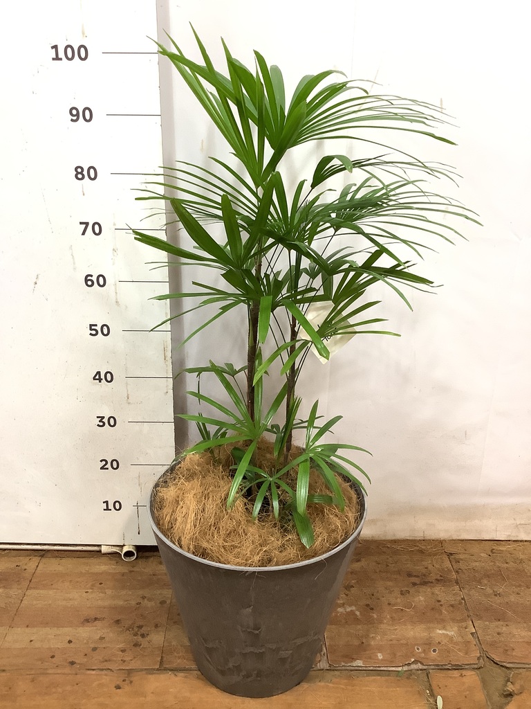 観葉植物 シュロチク（棕櫚竹） 8号 アートストーン ラウンド