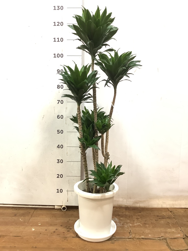 観葉植物 ドラセナ コンパクター 8号 プラスチック鉢 | 観葉植物