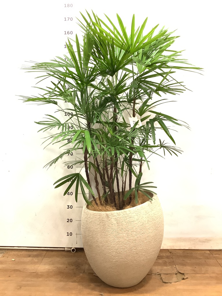 観葉植物 シュロチク（棕櫚竹） 10号 エコストーンLight Gray