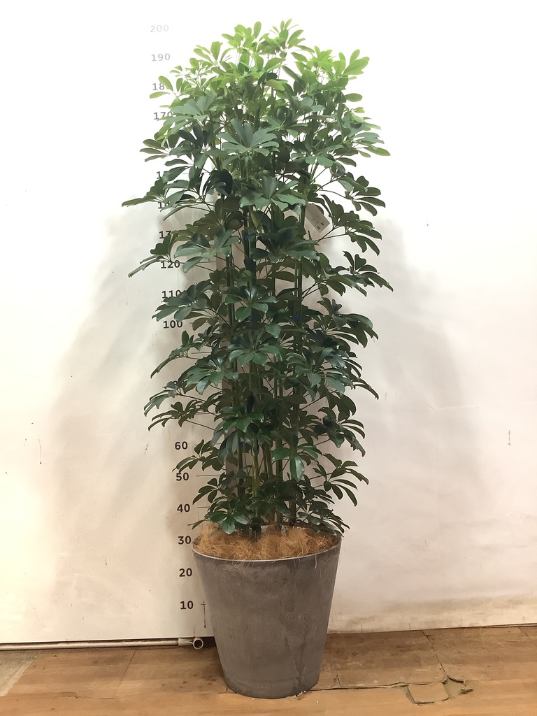 観葉植物 シェフレラ（カポック） 10号 ノーマル アートストーン