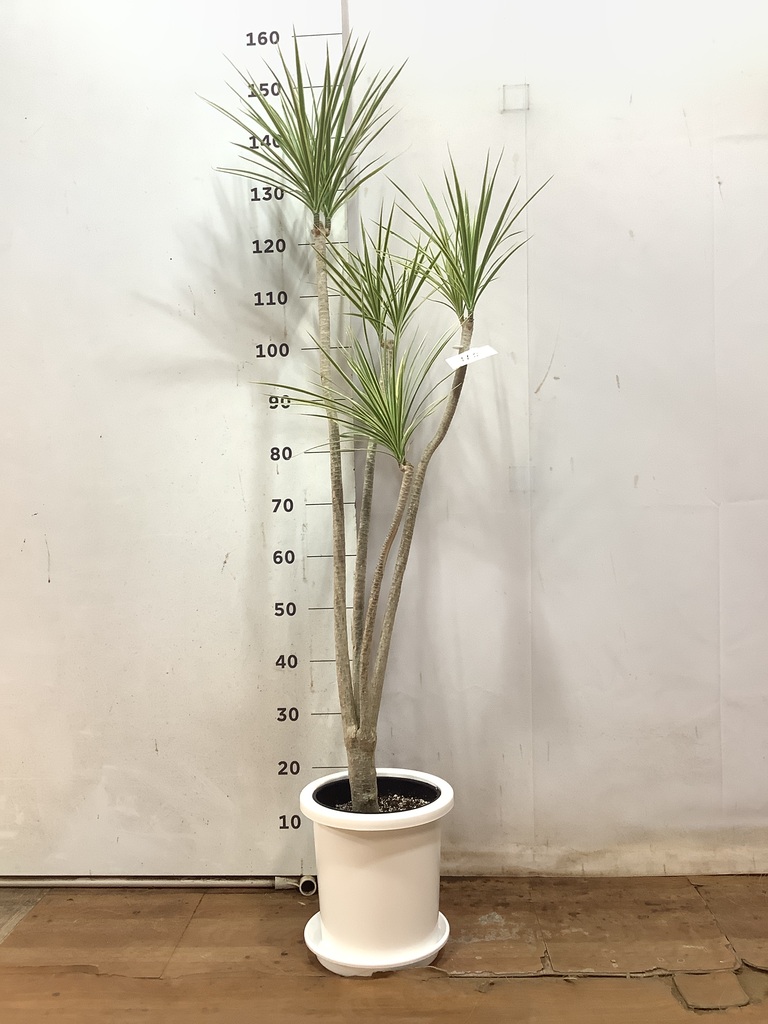観葉植物 コンシンネ ホワイポリー 8号 ストレート プラスチック鉢