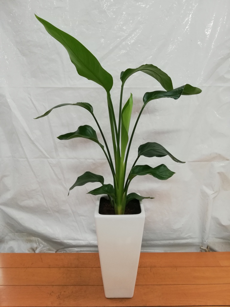 観葉植物 オーガスタ 7号 角陶器スリム | 観葉植物ならHitoHana(ひとはな)