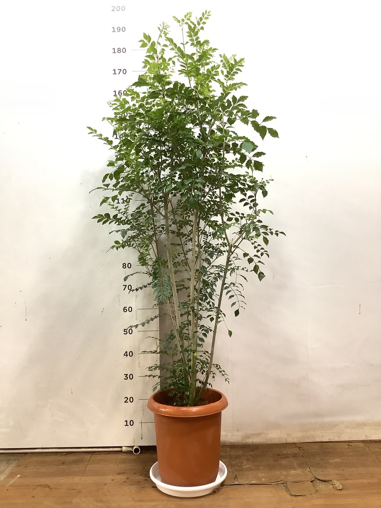 その他観葉植物 3104 タカショー | 観葉植物【2024年版】 | 建材サーチ