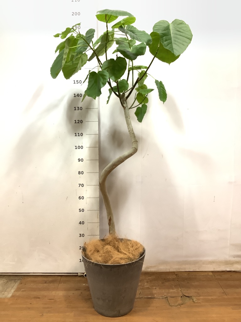観葉植物 フィカス ウンベラータ 10号 曲がり アートストーン ラウンド