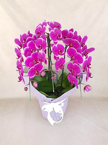 胡蝶蘭中大輪 ピンクハロー 3本立ち | 胡蝶蘭ならHitoHana(ひとはな)