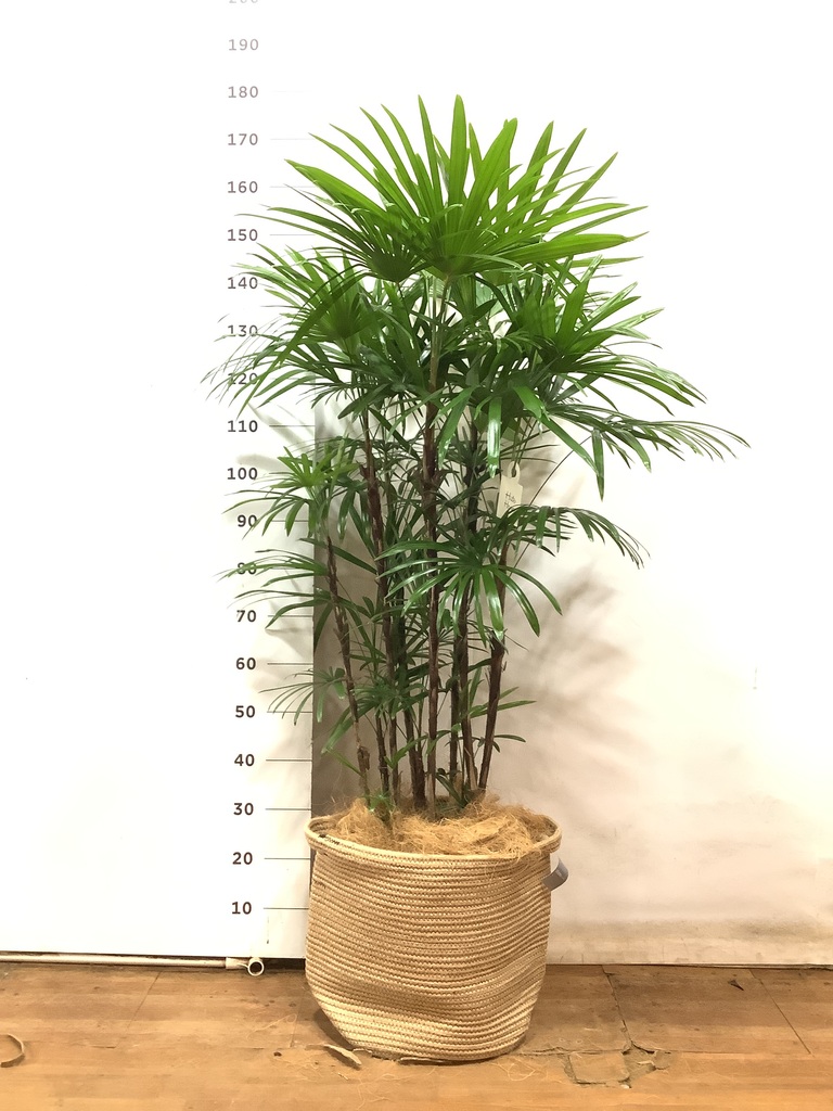 観葉植物 シュロチク 風水 | HitoHana（ひとはな）